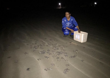 Praia em Luís Correia recebe 153 filhotes de tartaruga-de pente